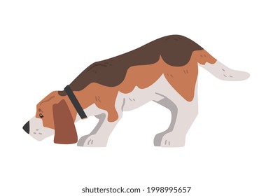 Cute Beagle Dog Pet Animal Sniffing the Ground, Small Dog with Brown White Coat and Long Ears Beagle Cartoon Vector Illustration