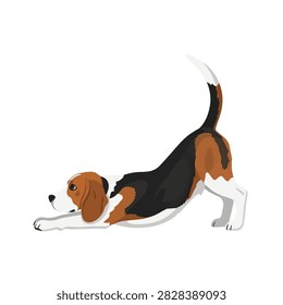 Cute Beagle Dog in Play Bow Position Stretching Body and Front Legs Isolated on White Background