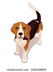 Cute beagle dog standing and looking up. Lovely cool puppy. Flat vector pet illustration