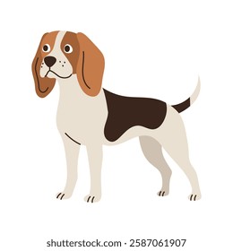 Cute beagle dog standing. Pet animal, breed. Isolated flat vector illustration