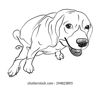 Cute beagle with funny pose and eye contact