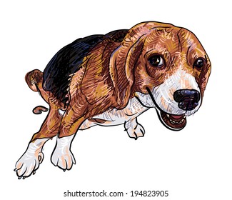 Cute beagle with funny pose and eye contact