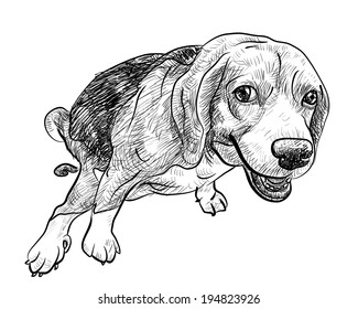 Cute beagle with funny pose and eye contact