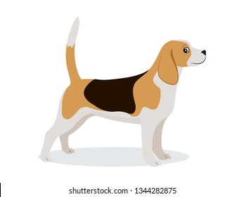 Cute beagle icon, small hunting dog with white and brown fur isolated, domestic animal, vector illustration in flat style
