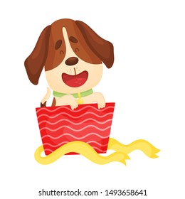 Cute beagle peeks out of a red box. Vector illustration on a white background.