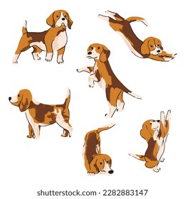 Cute beagle puppy set. Collection of flat dog in various poses and actions. Vector illustration of domestic pet behavior