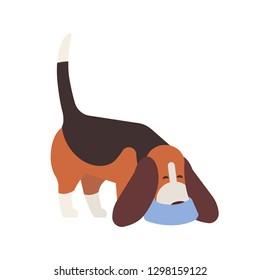 Cute Beagle sniffing floor. Small funny detection or sniffer dog, smelling and searching scent hound isolated on white background. Sweet purebred pet animal. Vector illustration in flat cartoon style.