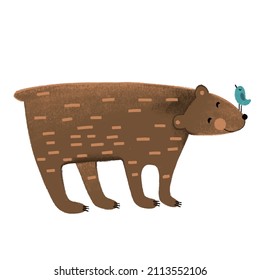 Cute bear on white  isolated background