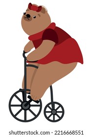 cute bear riding bike icon isolated