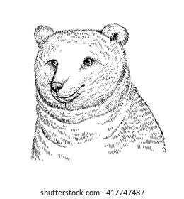 Cute bear sketch. Hand drawn vector illustration