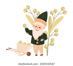 Cute bearded gnome picking elder berries. Happy smiling fairy tale dwarf elf working in garden cartoon vector illustration