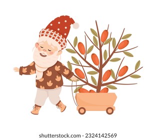 Cute bearded gnome pulling wheelbarrow with branch of sea buckthorn cartoon vector illustration