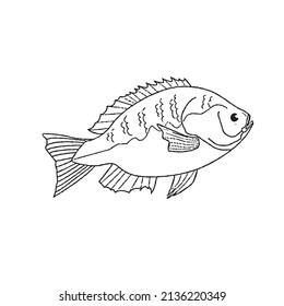 cute and beautiful fish line art images,outline drawing,vector art and illustrations art