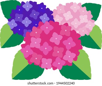 Cute and beautiful hydrangea illustration