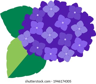 紫陽花 イラスト 和 Images Stock Photos Vectors Shutterstock