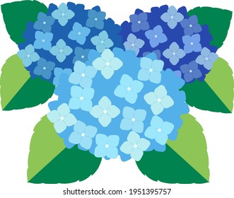 Cute and beautiful hydrangea illustration