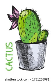 Cute and beautiful isolated vector illustration of cactus in the pot on white background for decorative or print design. Cartoon floral hand drawn exotic plant.