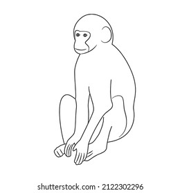 cute and beautiful Monkey line art images,outline drawing,vector art and illustrations art