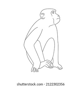 cute and beautiful Monkey line art images,outline drawing,vector art and illustrations art