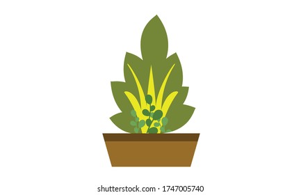 Cute and beautiful small  green leaves in pots for decoration,Vector flower concept.