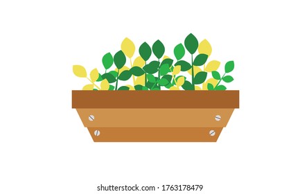 Cute and beautiful small  green leaves in pots for decoration,Vector flower concept.