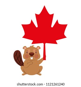 cute beaver cartoon holding maple leaf