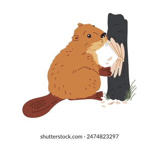 Cute beaver chewing wood flat vector illustration. Cartoon wild rodent animal eating, gnawing tree trunk isolated on white background. Fauna design