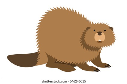 Cute beaver with long tail vector cartoon illustration. Wild zoo animal icon. Big brown furry adult looking straight. Isolated on white. Forest fauna childish character. Simple flat design element