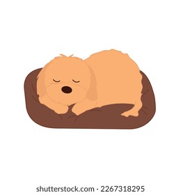 Cute beige puppy sleeping on a pillow. Sweet maltipoo lying on a couch. Fluffy napping dog illustration.