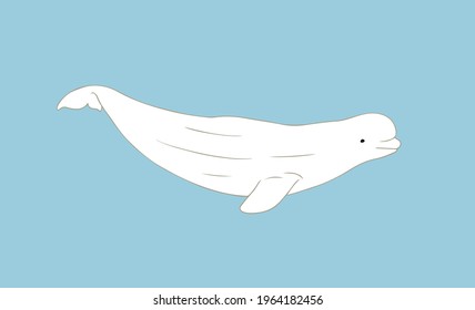 Cute Beluga whale vector illustration on blue background. Arctic cetacean white whale or sea canary