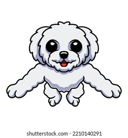 Cute bichon frise cartoon posing
