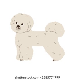 Cute bichon frise, dog standing. Pet, breed. Isolated flat vector illustration