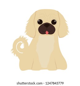 cute bichon frise pet