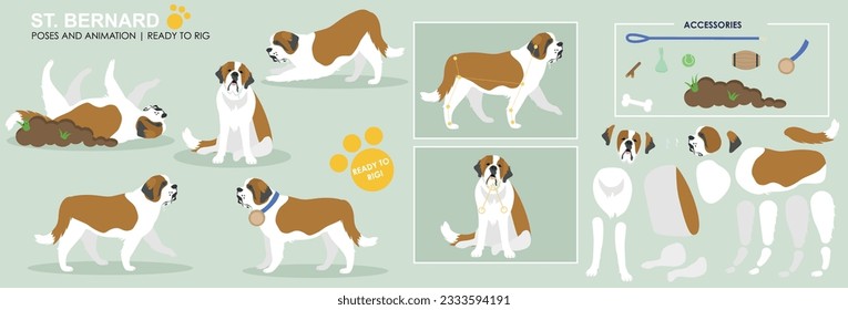 Cute Big dog St. Bernard dog breed vector collection of poses and accessories ready to rig for animation. Animated dog walking sitting character