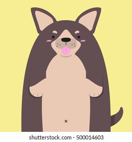cute big fat Chihuahua dog on yellow background