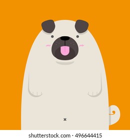 cute big fat Pug dog on orange background