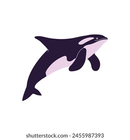 Cute big orca. Killer whale swimming, jump above water. Antarctic, arctic shark, dangerous dolphin predator. Underwater animal, fauna of cold sea. Flat isolated vector illustration on white background