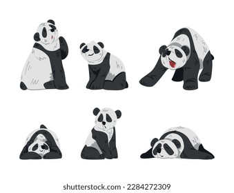 Cute Big Panda with Black and White Coat in Different Pose Vector Set