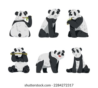 Cute Big Panda with Black and White Coat in Different Pose Vector Set