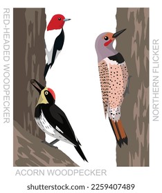 Cute Bird Acorn Woodpecker Set Cartoon Vector