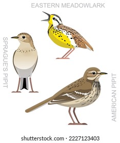 Cute Bird American Pipit Set Cartoon Vector