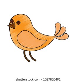 cute bird animal wildlife image