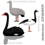 Cute Bird Black Swan Australian Goose Set Cartoon Vector