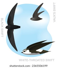 Cute Bird Black Swift Set Cartoon Vector
