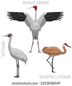 Cute Bird Brolga Sarus Crane Sandhill Set Cartoon Vector