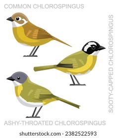 Cute Bird Chlorospingus Sparrow Set Cartoon Vector