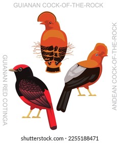 Cute Bird Cock-of-the-rock Set Cartoon Vector