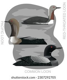 Cute Bird Common Loon Set Cartoon Vector
