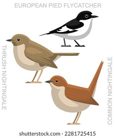 Pájaro Ave Común Nightingale Pied Flycatcher Set Vector De Caricatura
