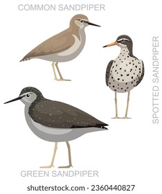 Cute Bird Common Sandpiper Set Cartoon Vector